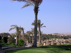 Palmen auf einer
grasbewachsenen Anhöhe, in der Ferne Sonnenschirme und Hotelanlagen.